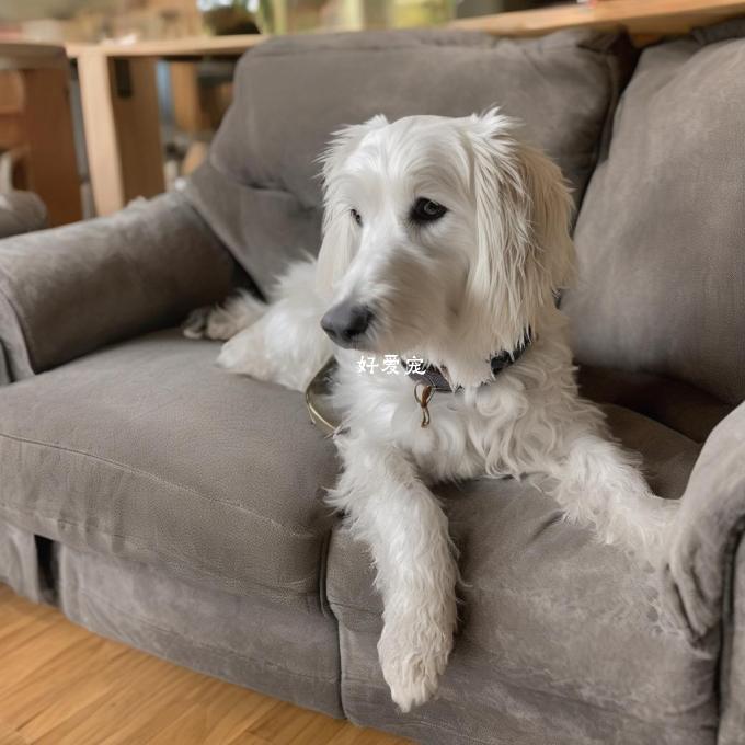 如何清理狗上沙发上的污垢?
