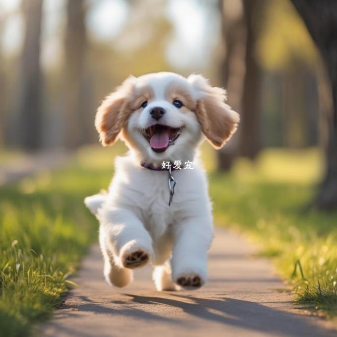如何训练你的小狗成为更有活力健康且快乐地行走？