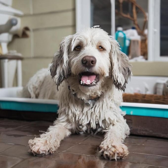当狗狗生病或有皮肤病的时候是否可以给他们洗澡？