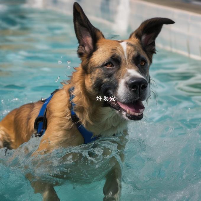 是否有某些特定的行为模式可以解释为什么有些狗更喜欢游泳吗？