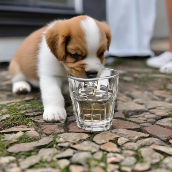 如果小狗不想饮水怎么办？