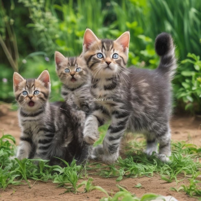 为什么一些母亲的小猫可能比其他小猫更早地达到成熟状态并可以生育后代？