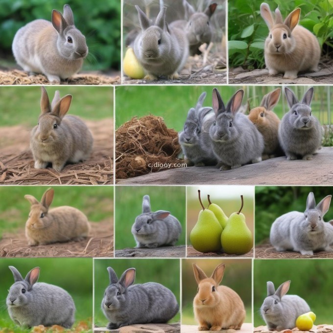 垂耳兔是否适应不同的环境温度和湿度范围作为生存条件的一部分？