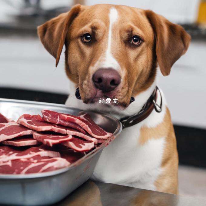 为什么狗可以吃肉类食物？