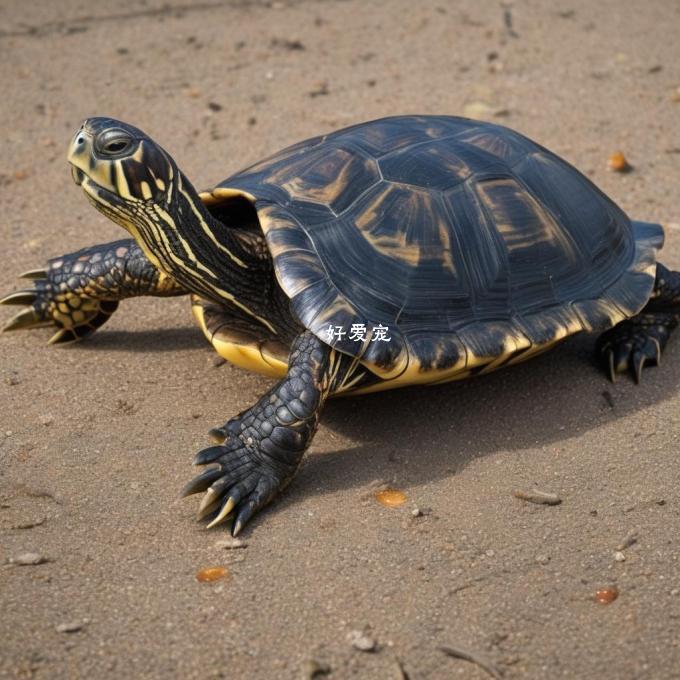 哪些因素会影响龟鳖的生活环境并影响它们的成长发育过程？