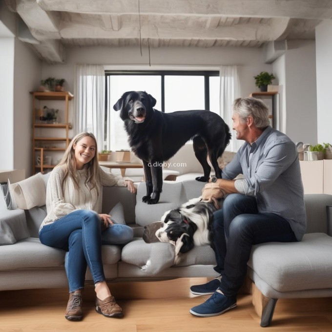 如果你想要一只大型狗作为宠物但你的公寓或房屋空间有限怎么办？