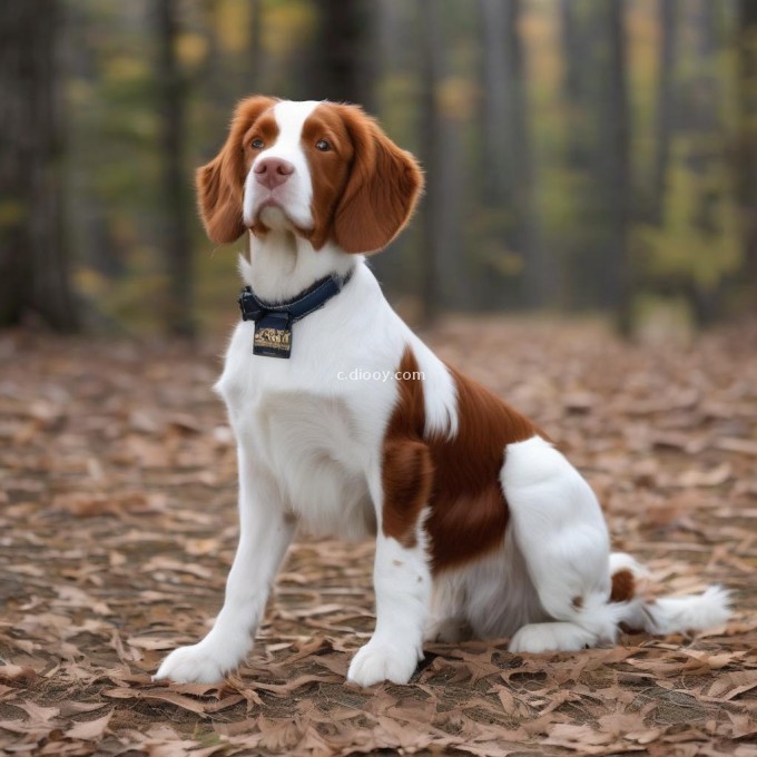 如果您在美国购买一只标准尺寸的布列塔尼猎犬大约要花多少美元呢？