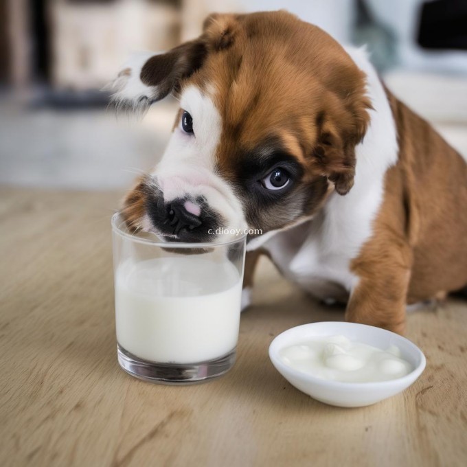 为什么不能给小狗喝牛奶？