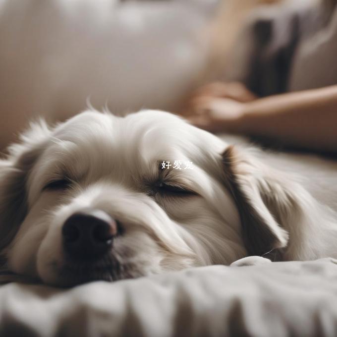 当狗狗在梦中时是否仍然能感受到主人们的存在？