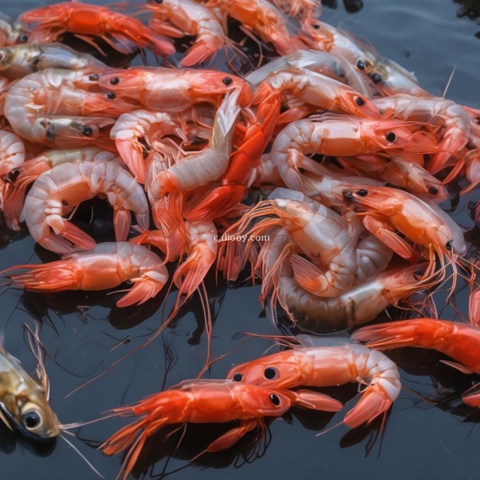 你知道一些可以预防鱼吃小虾的方法吗？