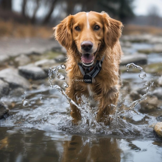 你认为应该让家里的宠物狗多喝水还是少喝水以减少他们频繁地在家里撒尿的现象？