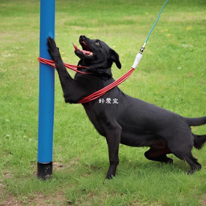 如果一只狗咬到了一条有线电缆或者电线杆上怎么办？