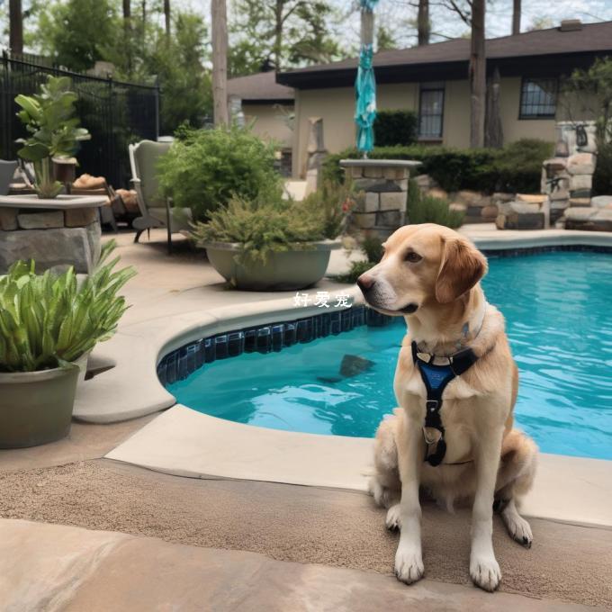 如何让你的狗狗在游泳池边感到安全？