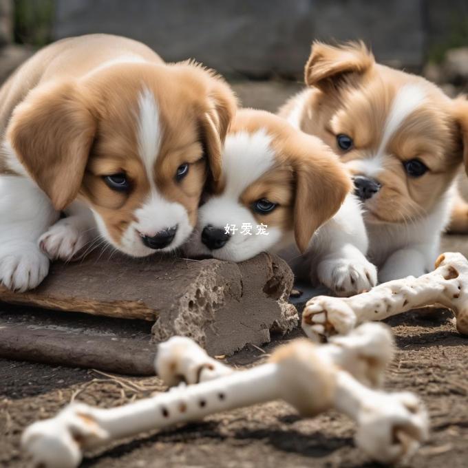 为什么小狗都喜欢啃骨头？