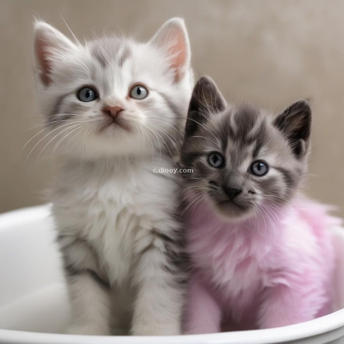 你知道如何给小猫洗澡吗？