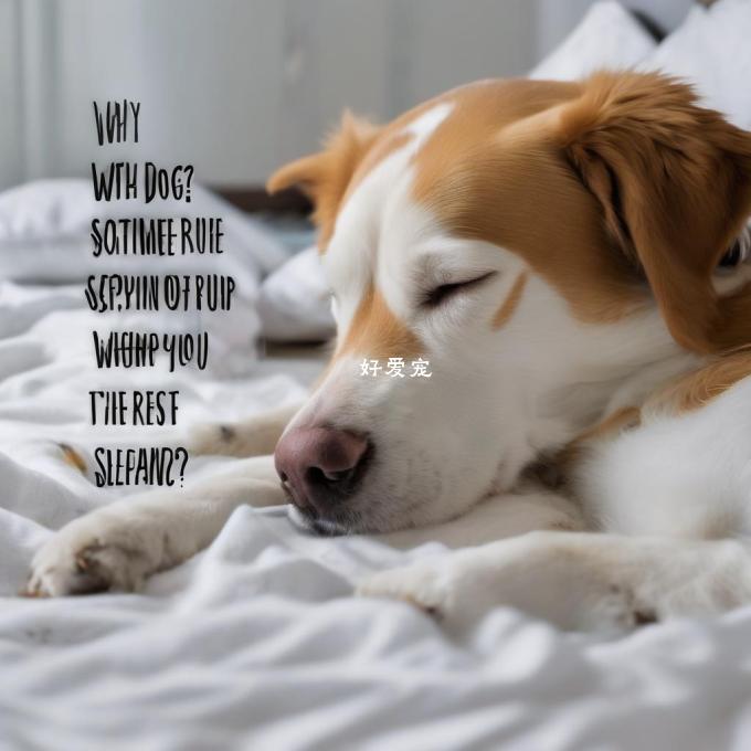 为什么有时候狗狗会在你睡觉时磨蹭你的脸和脖子而不是其他部位吗？