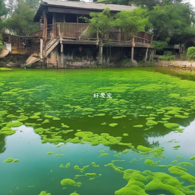 为什么藻类会在水体中大量繁殖并导致水质恶化的原因是什么？有哪些可能的影响因素？
