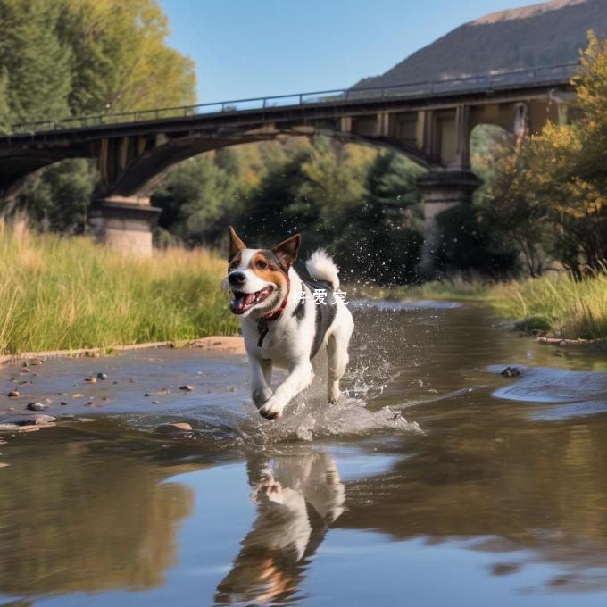 如果狗不小心跑进了一条河里怎么办呢？