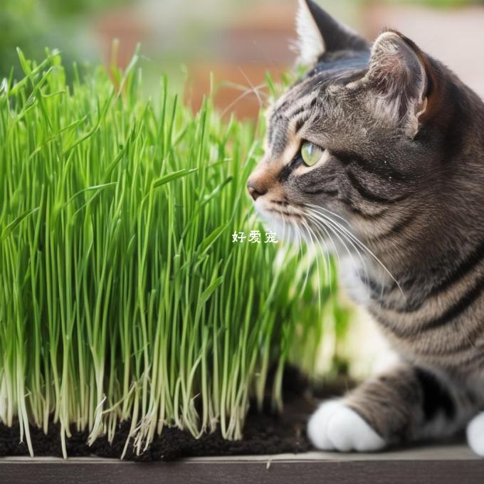 为何有些猫会选择不啃食猫草？