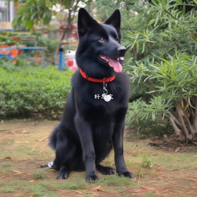 黑背昆明犬是一种中型犬种它们的体型和性格特征是什么样的?