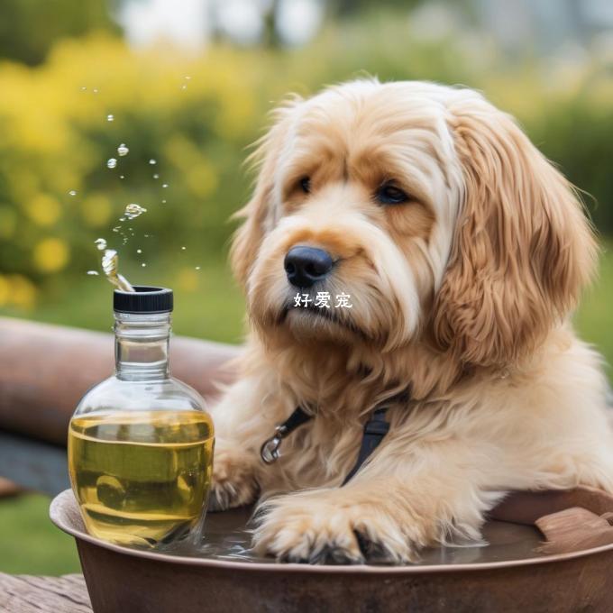 金毛犬是否需要经常饮水以保持身体健康?
