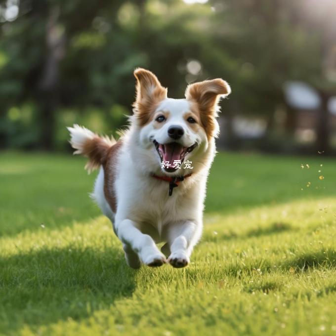 一句为什么狗儿们在草地上跑来跑去呢?它们为什么会乐在其中呢?