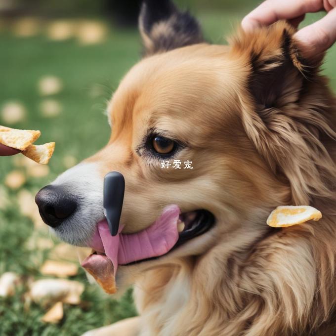 如果您的宠物有牙齿或牙龈问题您是否考虑过使用咀嚼片作为替代品来帮助缓解症状?