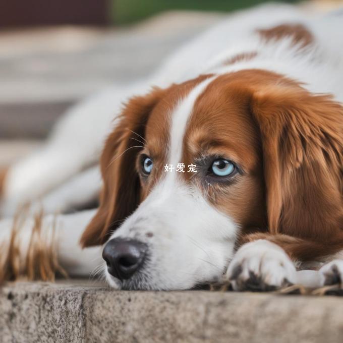 接下来的问题三哪些症状会导致狗出现狗眼血丝?