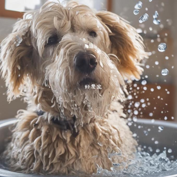 为什么有些狗在洗完澡后会变得更容易打喷嚏?