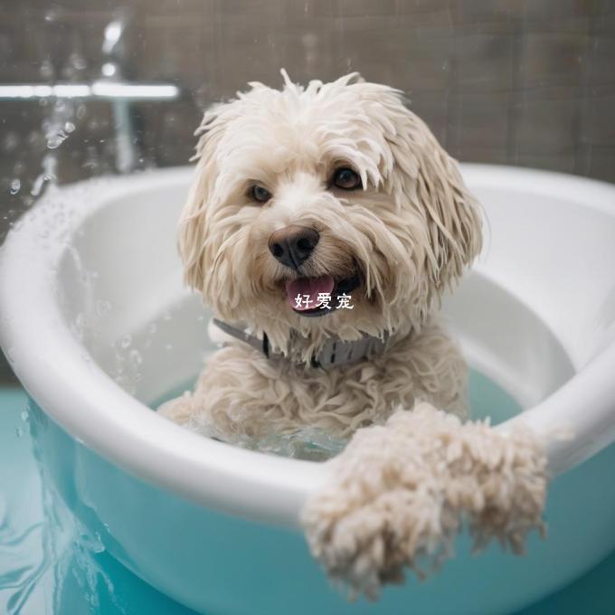 为什么一些狗主人会认为他们不需要频繁洗澡他们的宠物而其他人则不这样想?