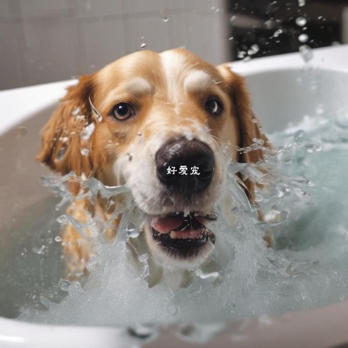 仁波培雅狗食品如何正确给狗狗洗浴?