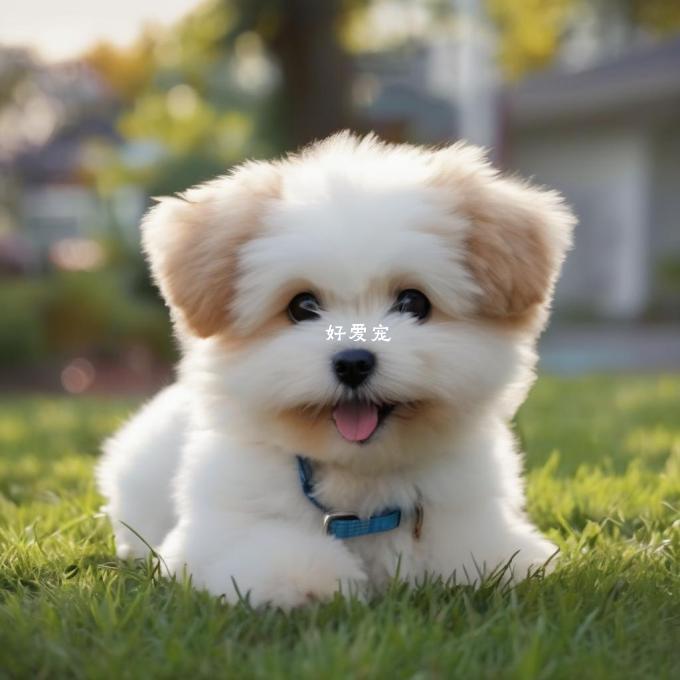 如果我买了一只纯种泰迪犬它会有什么样的特点和行为习惯吗?