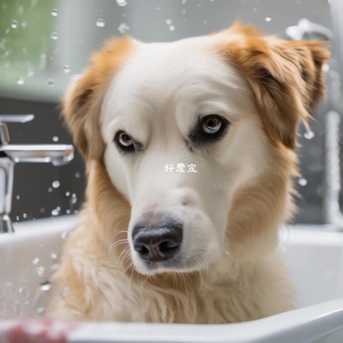 你有没有考虑过如果你给你的狗狗经常洗澡的话这会对它的皮肤产生哪些潜在风险或问题?
