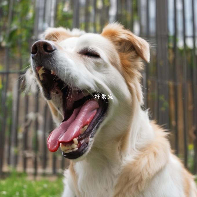 请您解释一下什么是口腔炎并说明它是如何导致狗狗嘴巴痒的?