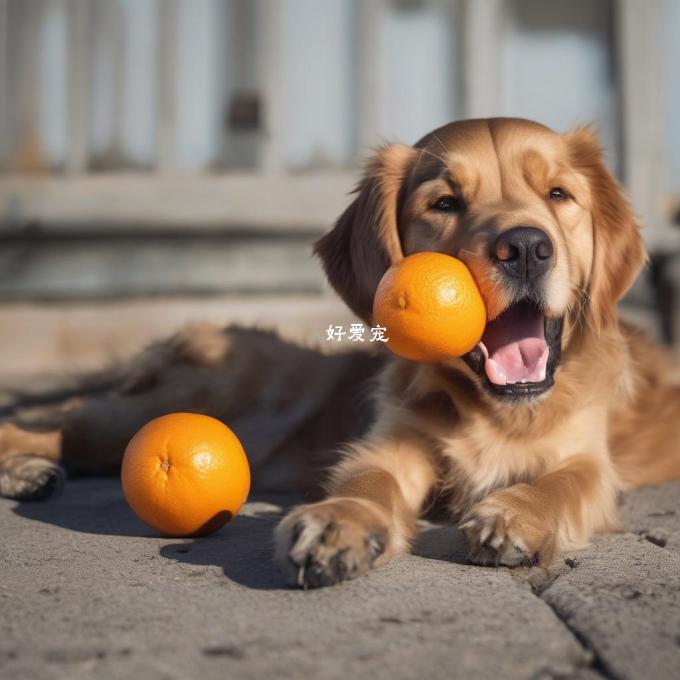 为什么狗不喜欢吃橘子的声音?