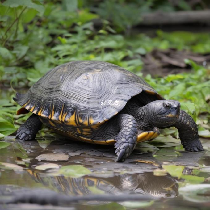 不同年龄的乌龟的冬眠周期是多少?