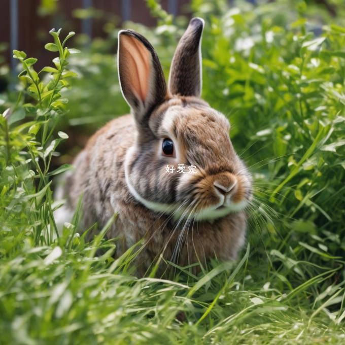 兔子如何确保自己不会受到刺激性声音?