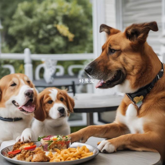 如何鼓励狗狗对食物的兴趣?