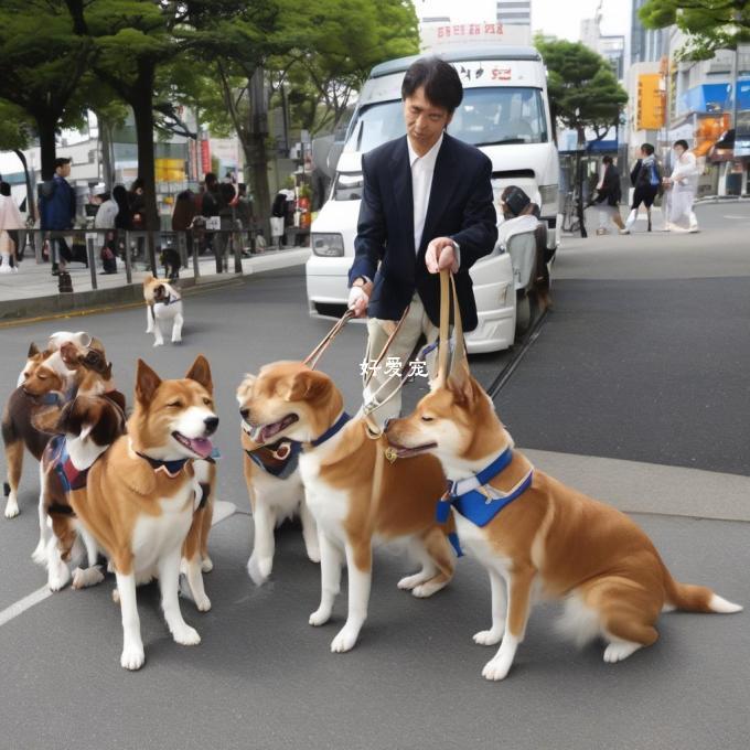 日本柴犬的训练方法如何?