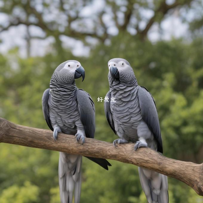 断奶对非洲灰鹦鹉健康的影响?