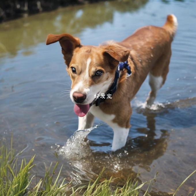 如何提高狗狗对水的抵抗力?