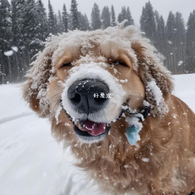 狗狗在下雪中有哪些心理反应?