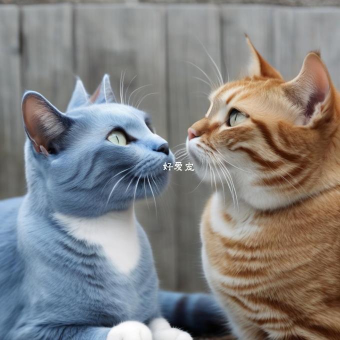 蓝色的猫如何与其他猫互动?