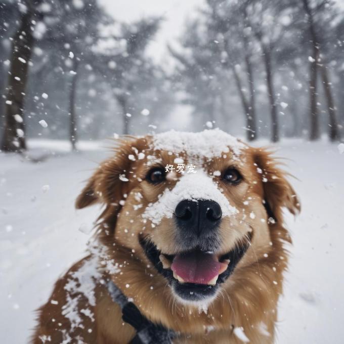 狗狗在下雪中有哪些与温度相关的感受?